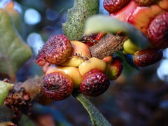 Disholcaspis prehensa