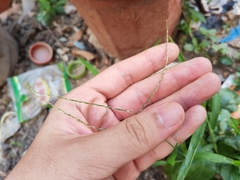 Digitaria radicosa