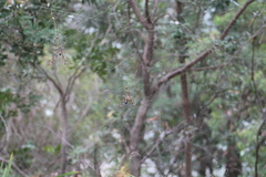 Trichonephila plumipes