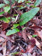 Grevillea laurifolia