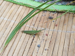 Atractomorpha sinensis