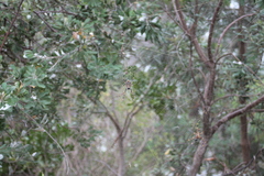 Trichonephila plumipes