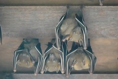 Cynopterus brachyotis