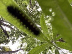 Hypercompe scribonia