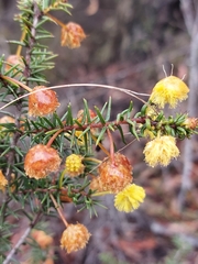 Acacia echinula