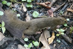 Callosciurus notatus