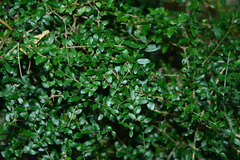 Benkara sinensis