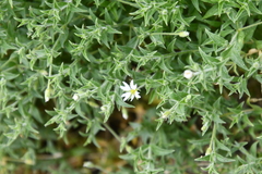 Stellaria dichotoma