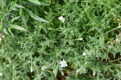 Stellaria dichotoma
