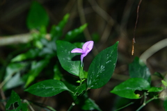 Dicliptera tinctoria
