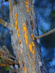 Puccinia evadens