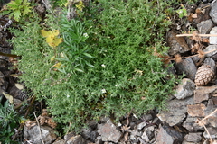 Stellaria dichotoma