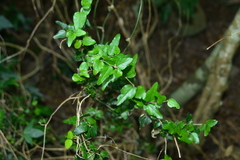 Celtis nervosa
