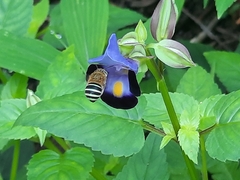 Zonamegilla