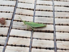 Atractomorpha sinensis