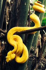 Bothriechis schlegelii