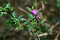 Hypoestes purpurea