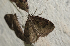 Triphosa dubitata