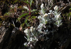 Anaphalis nepalensis