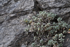 Odontarrhena obovata