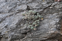 Odontarrhena obovata