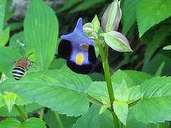 Zonamegilla
