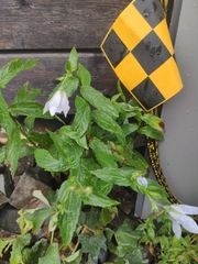 Campanula lactiflora