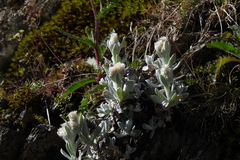 Anaphalis nepalensis