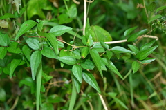 Clematis formosana