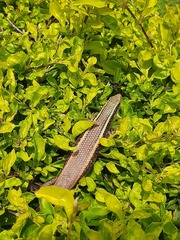 Eutropis carinata