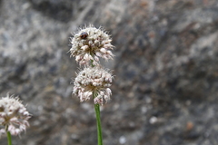 Allium