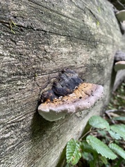 Fomitopsis pinicola