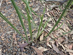 Bossiaea scolopendria