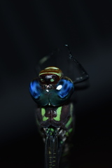 Epiaeschna heros