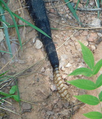 Crotalus cerberus