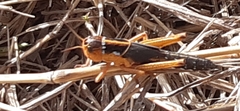 Locusta migratoria