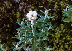 Anaphalis morrisonicola