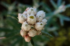 Anaphalis morrisonicola