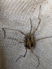 Paroligolophus agrestis
