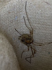Paroligolophus agrestis