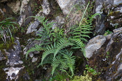 Athyrium reflexipinnum