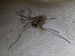 Paroligolophus agrestis