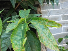 Ficus virens