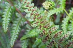 Athyrium reflexipinnum