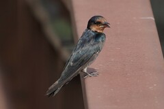 Hirundo tahitica