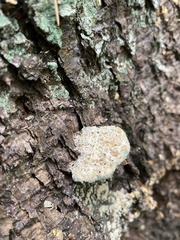 Calcipostia guttulata