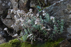 Leontopodium microphyllum