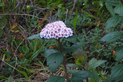 Spiraea hayatana