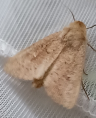 Mythimna