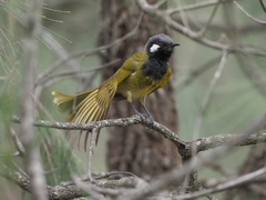 Nesoptilotis leucotis